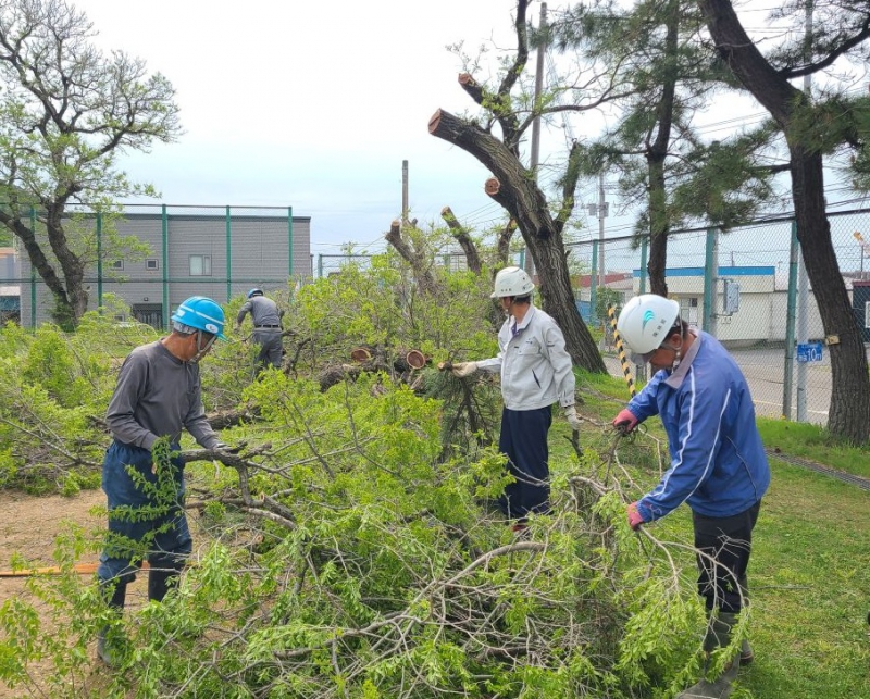 小学校樹木伐採ボランティア